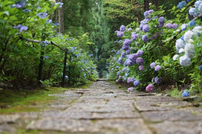 絶景 山形県 村木沢市にある 出塩文殊堂 あじさい寺 の紫陽花が綺麗すぎる Sugi Mag スギマグ 絶景 山形県 村木沢市にある 出塩文殊堂 あじさい寺 の紫陽花が綺麗すぎる Sugi Mag スギマグ