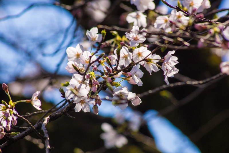 一眼レフで綺麗に桜を撮影する方法