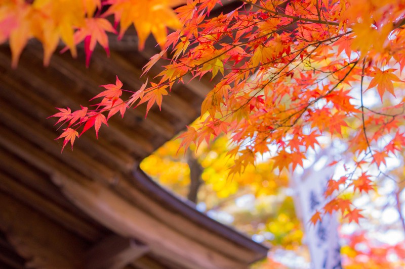 中尊寺α77撮影旅行_iPhoneで紅葉を綺麗に撮影する方法