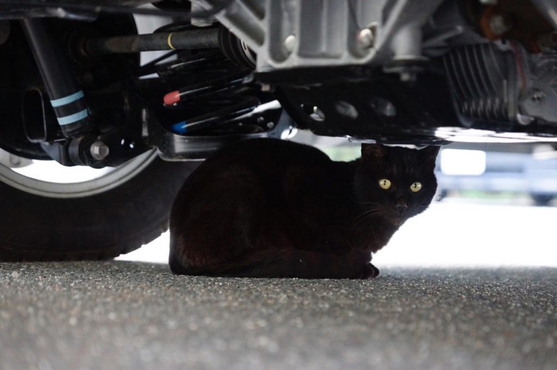 ニャンということだ 猫がエンジンルームに入り込むトラブルが1ヶ月で42件も発生していた Sugi Mag スギマグ