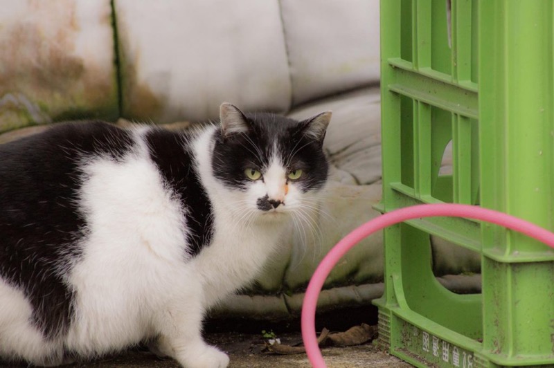 ニャンということだ】猫がエンジンルームに入り込むトラブルが1ヶ月で 