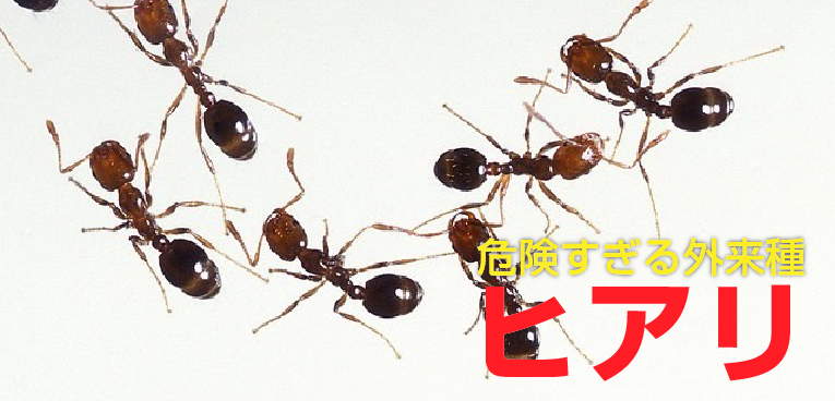 疑問 世間で騒がれている ヒアリ はそんなに危険なの まとめ Sugi Mag スギマグ